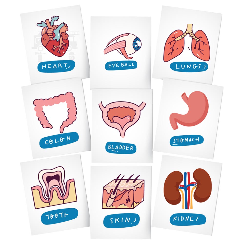Twinkle Hands Organs Flashcards White