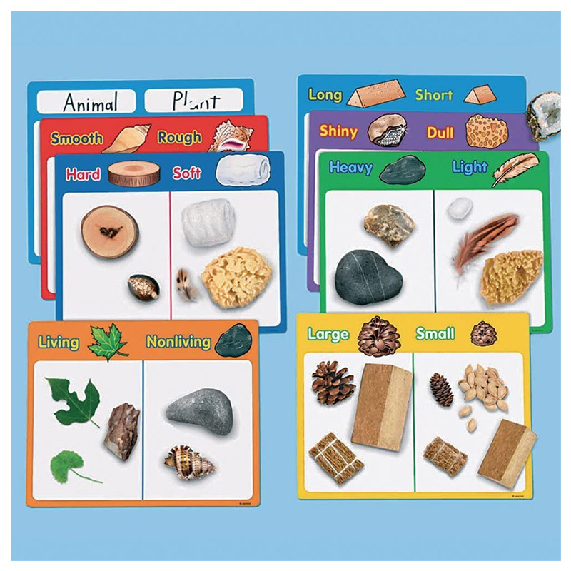 Buy Lakeshore - Science Specimens Sorting Center in UAE | Mumzworld