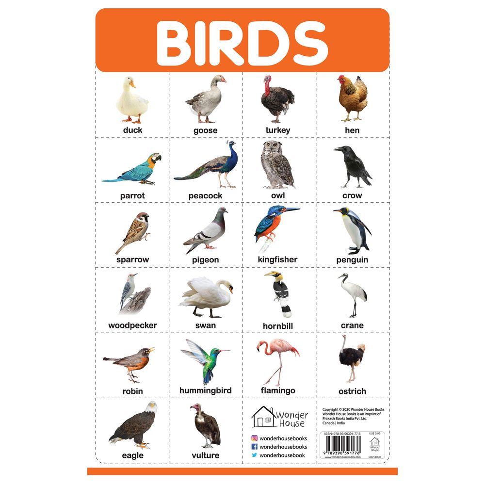 كتب براكاش - مخطط حائط - الطيور