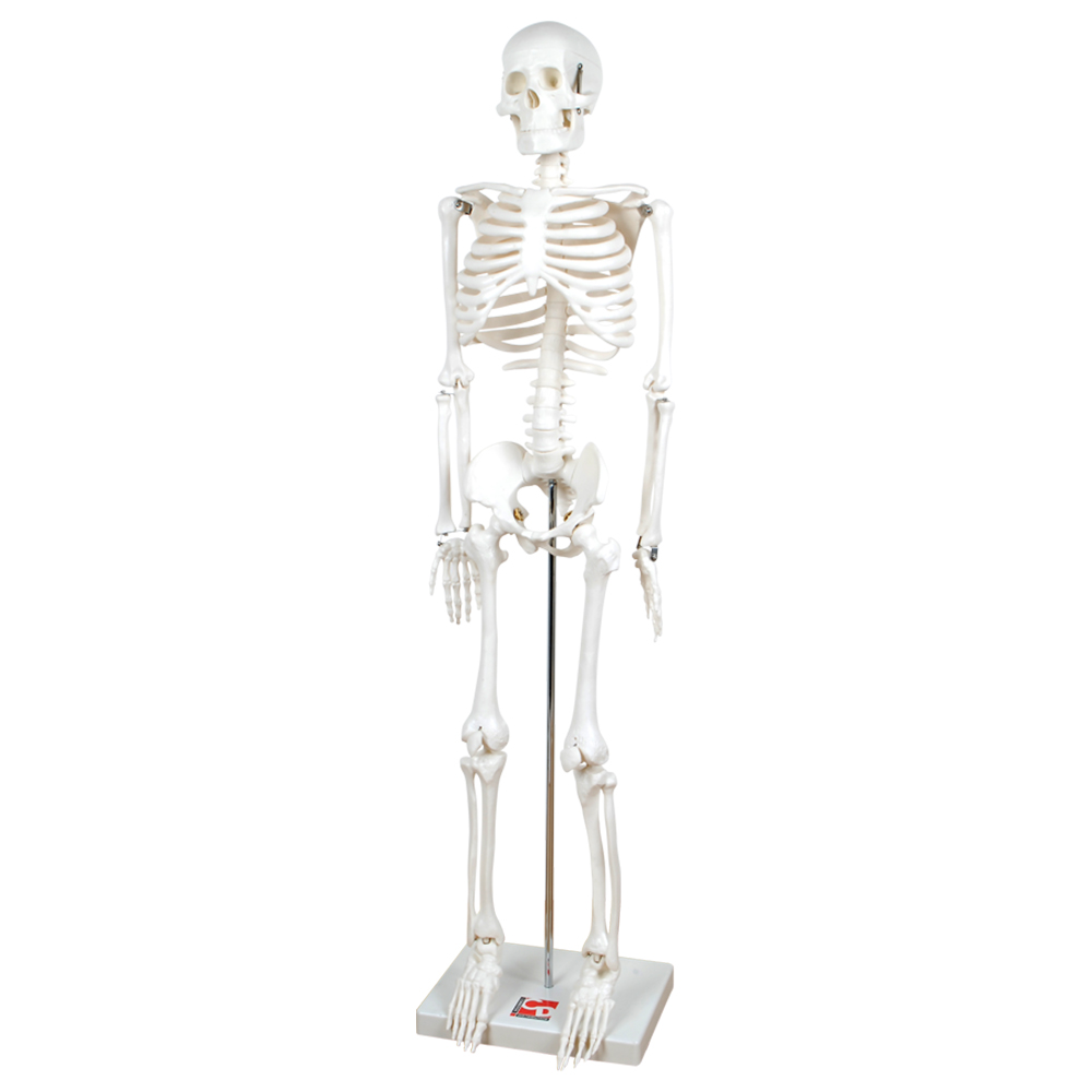 Commotion Distribution - 1/2 Scale Skeleton - White