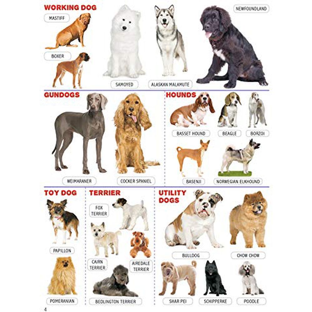 Animals & Birds Minipedia