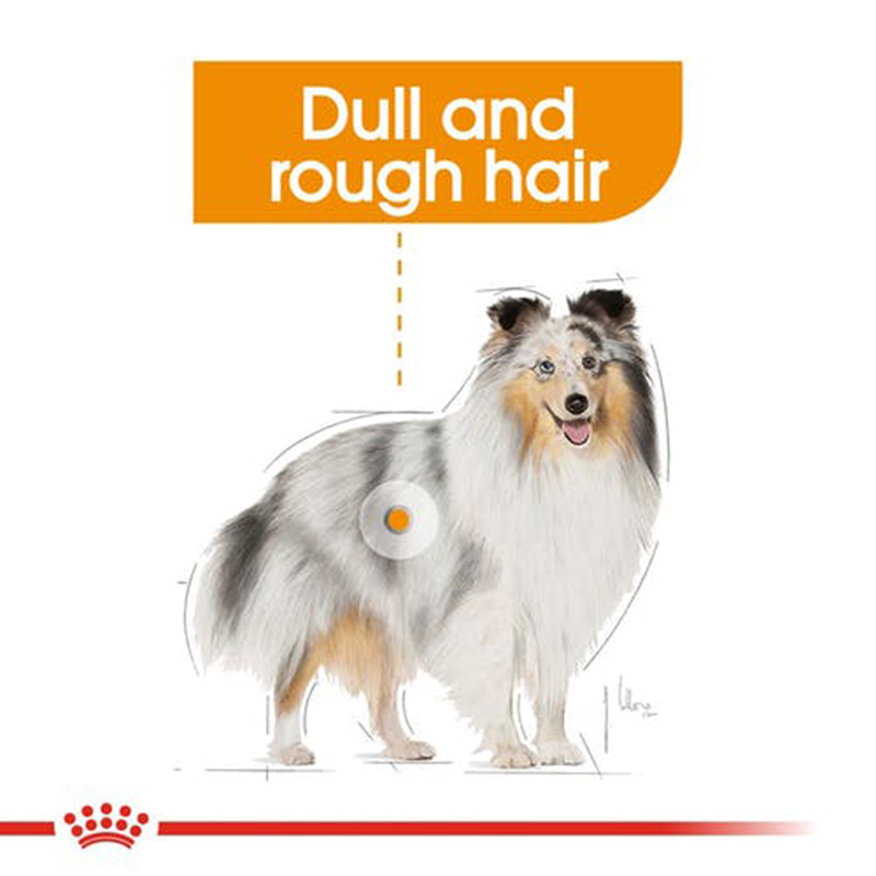 Royal Canin - Coat Care Wet Food Pouches 85g