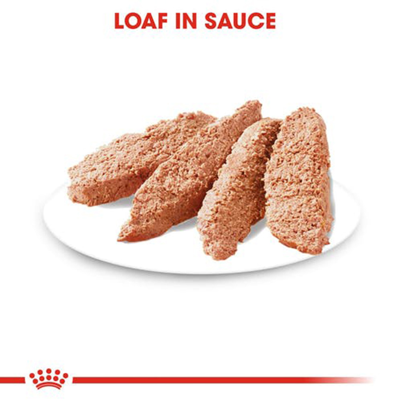 Royal Canin - Coat Care Wet Food Pouches 85g