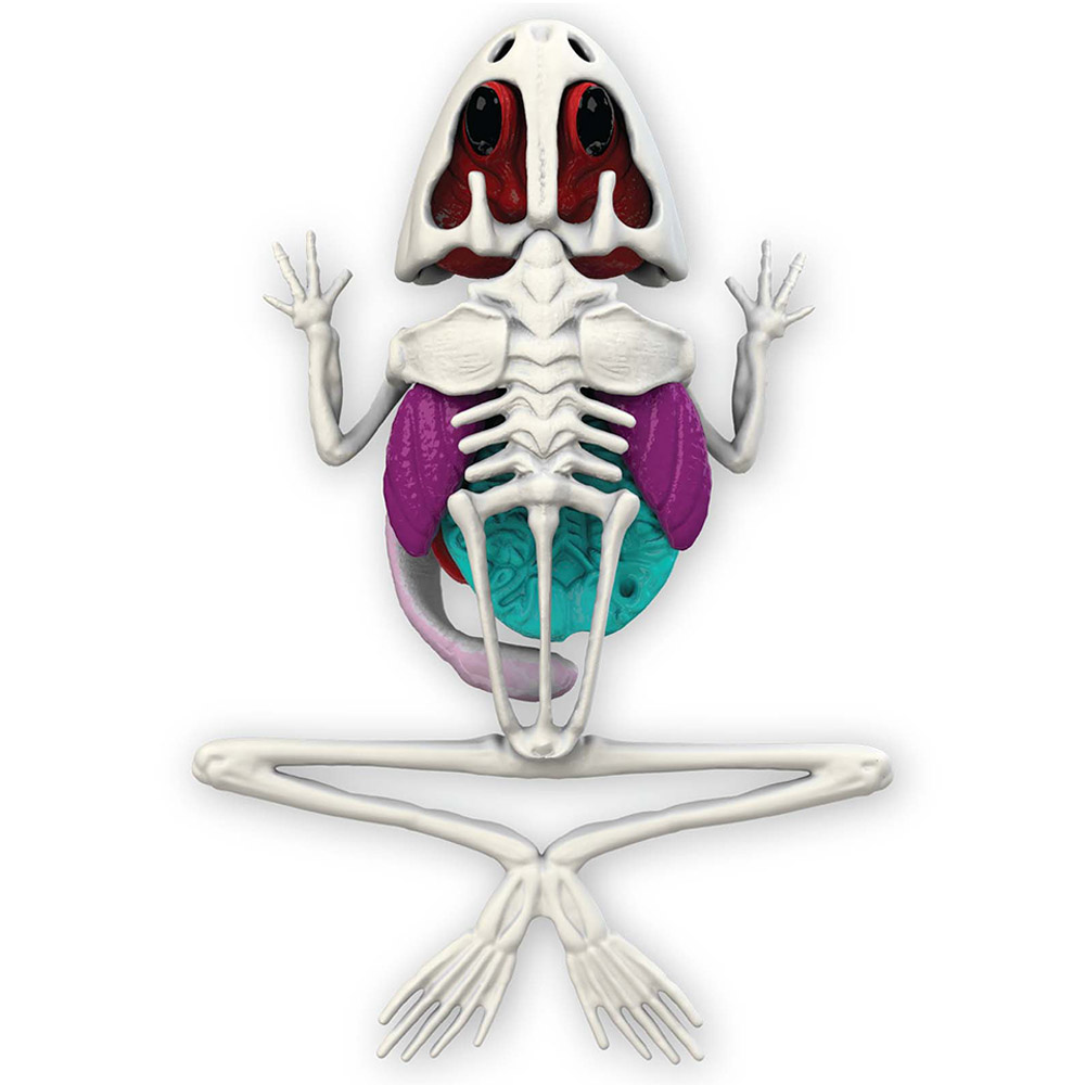 Slimy - Dissect It In Giftbox - Frog - Green